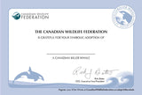 Killer Whale Adoption Kit|Trousse d’adoption – épaulard