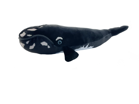 Baleine noire de l'Atlantique Nord