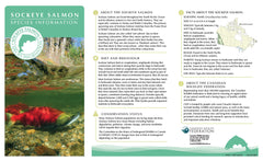 Salmon Adoption Kit|Trousse d’adoption – saumon rouge