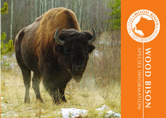 Bison Adoption Kit|Trousse d’adoption – bison