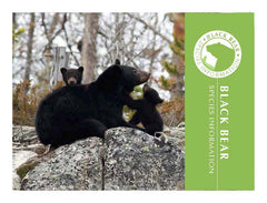 Black Bear Adoption Kit|Trousse d’adoption – ours noir