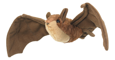 chauves-souris
