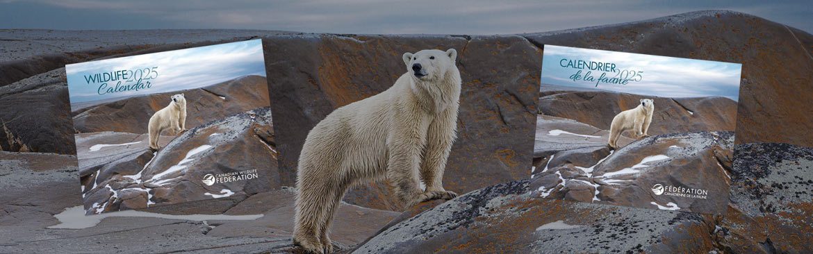 CWF Wildlife Calendar | Le calendrier de la FCF